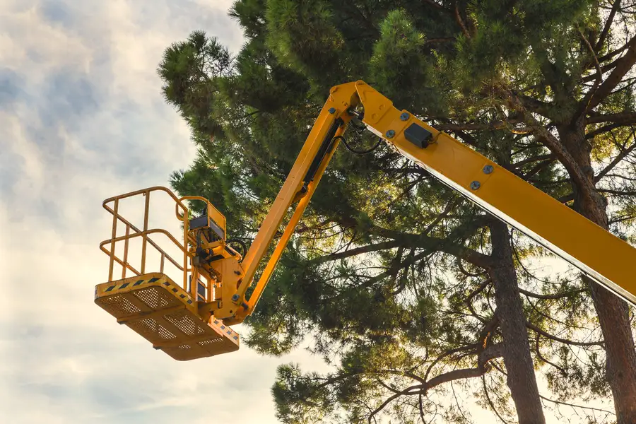 How Proper Tree Care Enhances Property Value Santa Monica CA