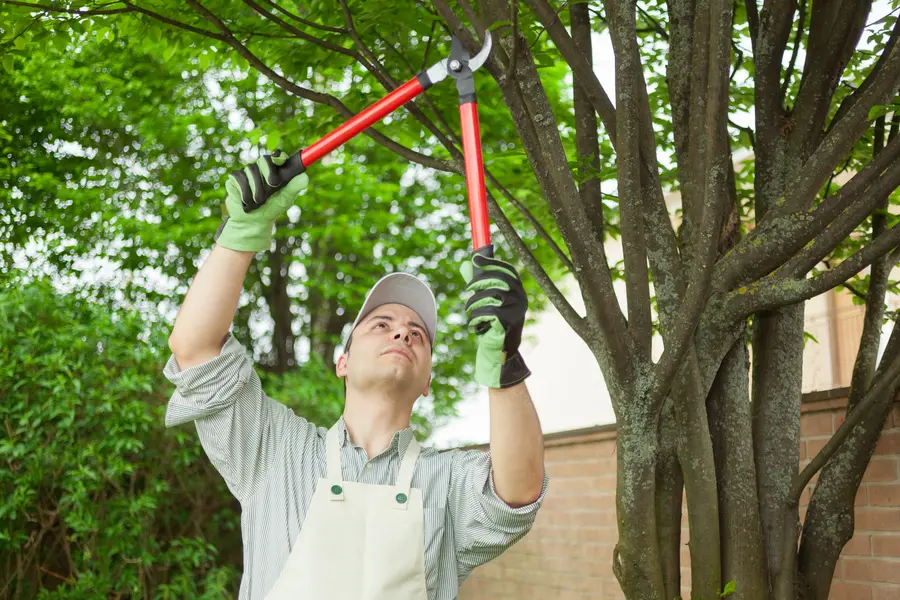 How Regular Tree Care Promotes Healthy Growth in Santa Monica CA How Regular Tree Care Promotes Healthy Growth in Santa Monica CA