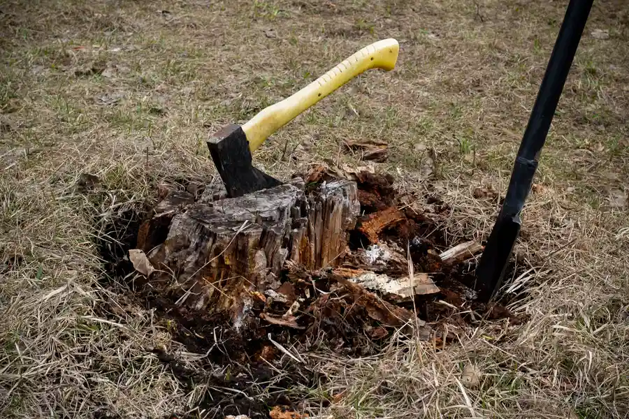 Why Stump Removal Is Essential For Lawn Health Santa Monica CA Why Stump Removal Is Essential For Lawn Health Santa Monica CA